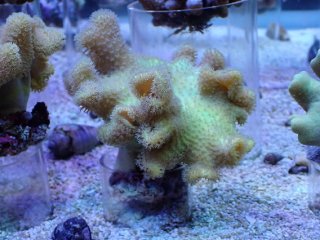 ウミキノコを買うならアクアスタイルユー｜大阪からサンゴを全国