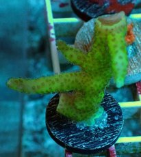 画像1: No.13 トゲサンゴ　パステルグリーン　　【珍しい、レアな個体♪】 (1)
