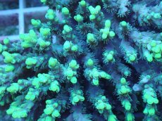 画像2: No.69  オーストラリア産 ハリエダミドリイシ ハイライター (2)