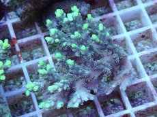 画像1: No.70  オーストラリア産 ハリエダミドリイシ ハイライター (1)