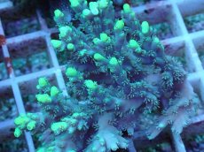 画像2: No.70  オーストラリア産 ハリエダミドリイシ ハイライター (2)