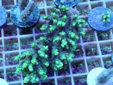 画像1: No.71  オーストラリア産 ハリエダミドリイシ ハイライター (1)