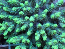 画像2: No.72  オーストラリア産 ハリエダミドリイシ ハイライター (2)