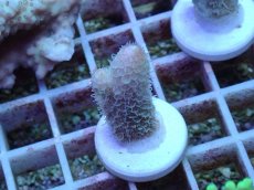 画像1: No.74  オーストラリア産 スパスラータ (1)