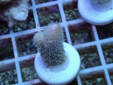 画像2: No.74  オーストラリア産 スパスラータ (2)