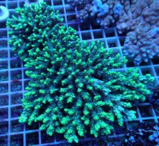 画像1: No.76  オーストラリア産 ハリエダミドリイシ ハイライター (1)