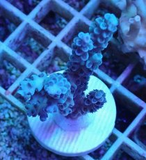 画像1: No.77  オーストラリア産 ウスエダミドリイシ (1)