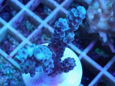 画像2: No.77  オーストラリア産 ウスエダミドリイシ (2)