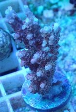 画像1: No.78  オーストラリア産 クシハダミドリイシ ピンク (1)