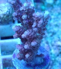 画像2: No.78  オーストラリア産 クシハダミドリイシ ピンク (2)