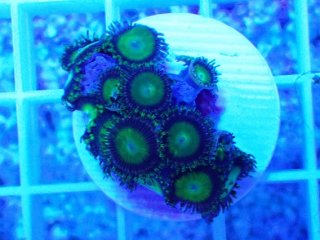 マメスナを買うならアクアスタイルユー｜大阪からサンゴを全国に販売し