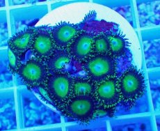 画像1: No.2 マメスナギンチャク メタリックグリーン (1)