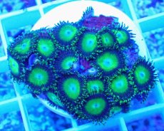 画像2: No.2 マメスナギンチャク メタリックグリーン (2)