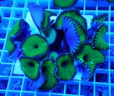 画像1: No.3 サンゾアンシッド メタリックグリーン (1)