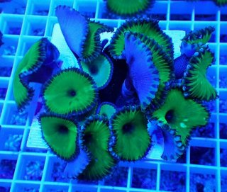 No.20 マメスナギンチャク メタリックグリーンを買うならアクア