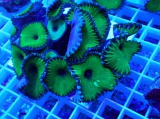 画像2: No.3 サンゾアンシッド メタリックグリーン (2)