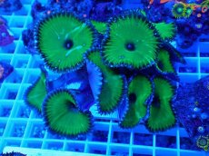 画像1: No.4 サンゾアンシッド メタリックグリーン (1)