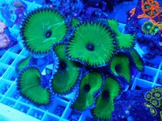 画像2: No.4 サンゾアンシッド メタリックグリーン (2)