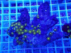 画像1: No.5 フィジー産 マメスナギンチャク ゴールドラッシュ (1)