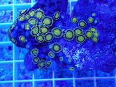 画像2: No.5 フィジー産 マメスナギンチャク ゴールドラッシュ (2)