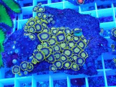 画像1: No.7 フィジー産 マメスナギンチャク ゴールドラッシュ (1)