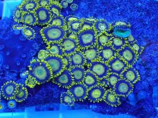 画像2: No.7 フィジー産 マメスナギンチャク ゴールドラッシュ (2)