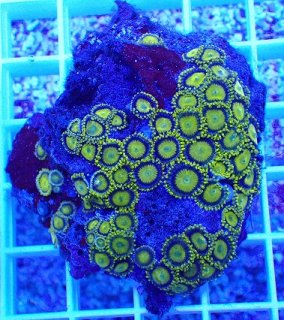 マメスナを買うならアクアスタイルユー｜大阪からサンゴを全国に販売し