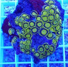 画像2: No.8 フィジー産 マメスナギンチャク ゴールドラッシュ (2)