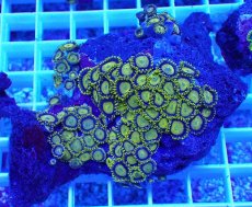 画像1: No.9 フィジー産 マメスナギンチャク ゴールドラッシュ (1)