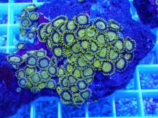 画像2: No.9 フィジー産 マメスナギンチャク ゴールドラッシュ (2)