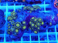 画像1: No.10 フィジー産 マメスナギンチャク ゴールドラッシュ (1)