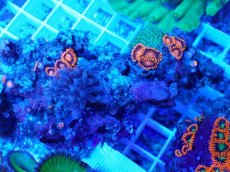 画像2: No.11 フィジー産 マメスナギンチャク マルチカラー (2)