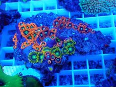 画像1: No.12 フィジー産 マメスナギンチャク マルチカラー (1)