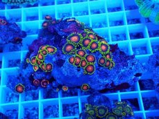 画像1: No.13 フィジー産 マメスナギンチャク マルチカラー (1)