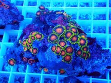 画像2: No.13 フィジー産 マメスナギンチャク マルチカラー (2)