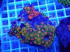 画像1: No.14 フィジー産 マメスナギンチャク マルチカラー (1)