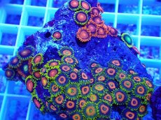 画像2: No.14 フィジー産 マメスナギンチャク マルチカラー (2)