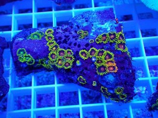 No.20 オーストラリア産 スコリミア Warpaintを買うならアクアスタイル