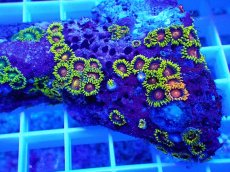 画像2: No.15 フィジー産 マメスナギンチャク マルチカラー (2)