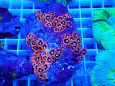 画像1: No.16 フィジー産 マメスナギンチャク マルチカラー (1)