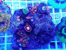 画像1: No.17 フィジー産 マメスナギンチャク マルチカラー (1)