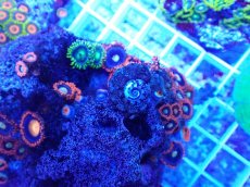 画像2: No.17 フィジー産 マメスナギンチャク マルチカラー (2)