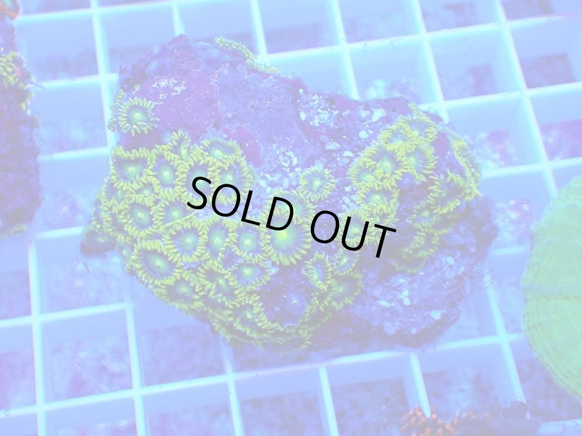 画像1: No.18 フィジー産 マメスナギンチャク メタリックグリーン (1)