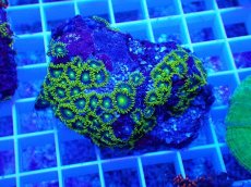 画像1: No.18 フィジー産 マメスナギンチャク メタリックグリーン (1)