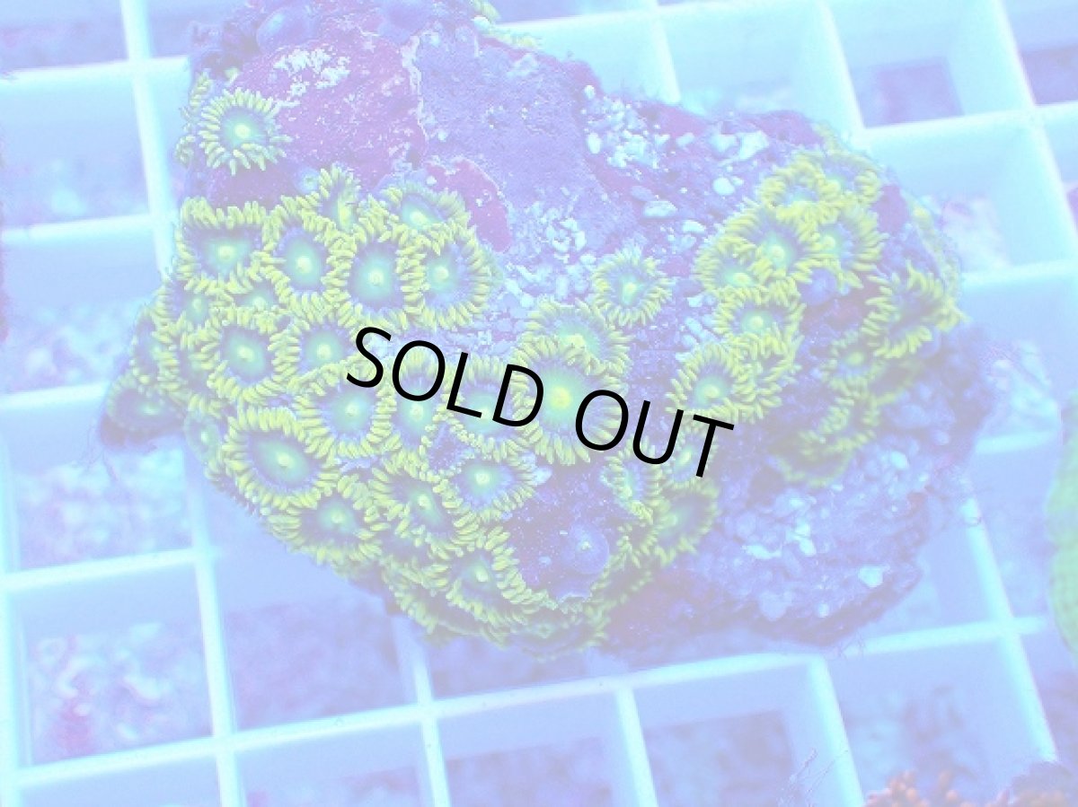 画像2: No.18 フィジー産 マメスナギンチャク メタリックグリーン (2)