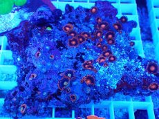 画像1: No.19 フィジー産 マメスナギンチャク マルチカラー (1)