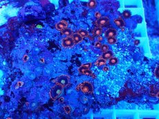 画像2: No.19 フィジー産 マメスナギンチャク マルチカラー (2)