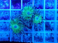 画像1: No.1 オーストラリア産 ウィスカーズコーラル (1)