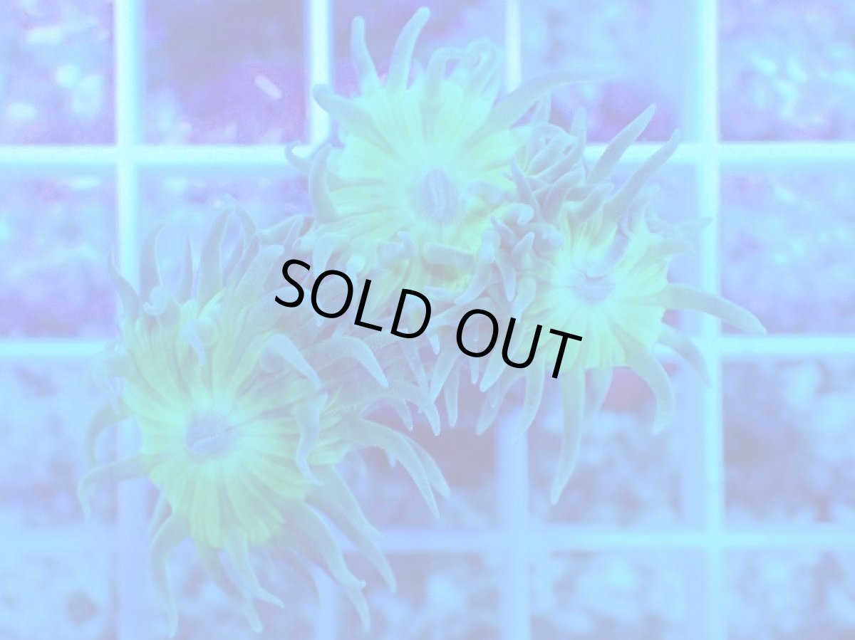 画像2: No.1 オーストラリア産 ウィスカーズコーラル (2)