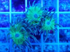 画像2: No.1 オーストラリア産 ウィスカーズコーラル (2)